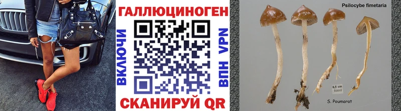 Псилоцибиновые грибы Psilocybe  блэк спрут как войти  Бугуруслан 